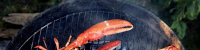 Grilled Split Lobster Recipe Recipe | Epicurious image