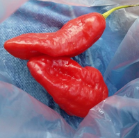 How to Make Ghost Pepper Sauce - For The Foodie In You ... image