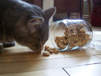 Mackerel Cat Munchies Recipe - Food.com image