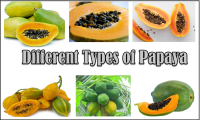 TYPES OF PAPAYA RECIPES