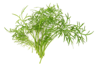 What Is A Sprig Of Herbs? – The Kitchen Community image
