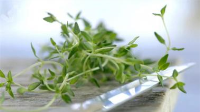 HOW TO CUT THYME RECIPES
