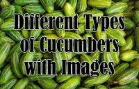 10 Different Types of Cucumbers with Images - Asian Recipe image