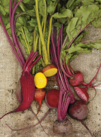 HERB AND BEET RECIPES