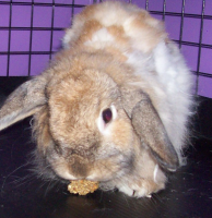 Bunneh's Bunny Rabbit Treats Recipe - Food.com image