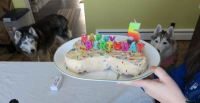 Adoption Day Pup Cake - [November 2021] image