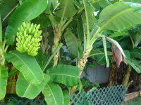 Banana Plant | Just A Pinch Recipes image