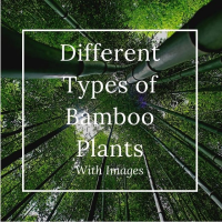 22 Different Types of Bamboo Plants With Images - Asian Recipe image