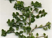 Thyme Uses and Recipes | Just A Pinch image