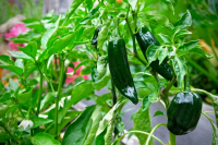 Poblano Pepper Substitutes That Still Pack A Punch – The ... image
