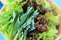 Learn How To Freeze Greens Without Blanching Them – The Kitchen Community image