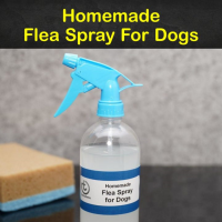 Homemade Flea Spray Recipes for Dogs - 11 Tips and Tricks ... image