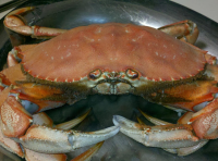 BOILING DUNGENESS CRAB RECIPES