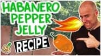 How to Make Habanero Pepper Jelly Recipe | Green Thumb ... image