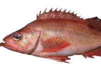 Fish · ocean perch · coated · fried | 209 calories | Happy ... image