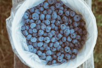 DO BLUEBERRIES HAVE ACID RECIPES