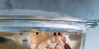 Poached Sockeye Salmon with Mustard Herb Sauce Recipe ... image