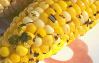 Herbed Corn on the Cob Grilled in Foil Recipe - Food.com image