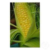 The perfect Ear of Corn | Just A Pinch Recipes image