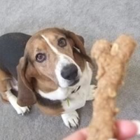 Peanut Butter Dog Biscuits Recipe | Allrecipes image