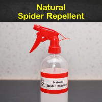 11 Easy-to-Make Spider Repellent Recipes image