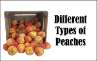 8 Different Types of Peaches with Images - Asian Recipe image