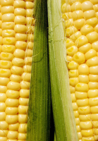 How To Cook Corn In The Husk: Microwave, Grill, Bake, Boil ... image