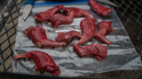 Parker Hall’s Famous Squirrel Rollups - MeatEater image