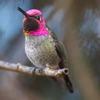 Hummingbird Nectar Recipe | Smithsonian Migratory Bird Center image