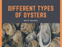 TYPES OF OYSTERS RECIPES