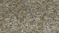BROWN RICE SPROUTS RECIPES