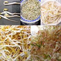 HOW TO GROW MUNG BEAN SPROUTS RECIPES