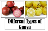 8 Different Types of Guava with Images - Asian Recipe image
