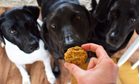 Homemade Dog Treats Recipe | Allrecipes image