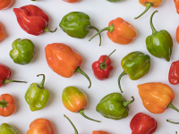 Drying and Storing Habanero Peppers at Home (Easy Beginner ... image