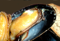 Oven Roasted Mussels Recipe - Food.com image