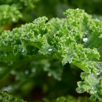 How to Cook Kale Leaves, 3 Easy Methods for Great Results ... image