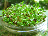 Growing Alfalfa Sprouts Recipe - Food.com image