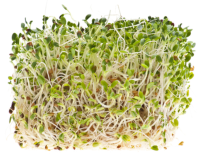 How to Sprout Alfalfa Recipe - Food.com image