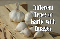 12 Different Types of Garlic with Images - Asian Recipe image