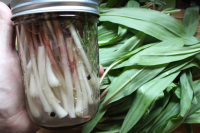 Pickled Ramps ~ Recipe for Canning - Practical Self Reliance image