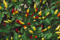 Tabasco Peppers in Vinegar – Bill & Laurie's Favorite ... image