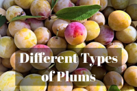 15 Different Types of Plums with Images - Asian Recipe image