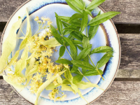 Lemon Verbena & Lime Blossom Cordial Recipe | pebble magazine image