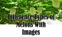TYPES OF MELONS RECIPES