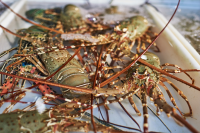 How to Cook a Live Lobster at Home - I Really Like Food! image