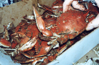 How to Steam Crabs - Food.com image