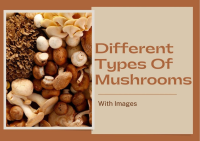 20 Different Types Of Mushrooms With Images - Asian Recipe image