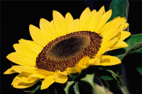 Roasted Sunflower Seeds Recipe | How to Roast Sunflower ... image