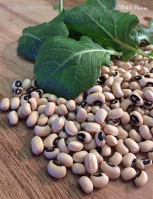 Black-eyed Peas: A New Year’s Tradition and American ... image